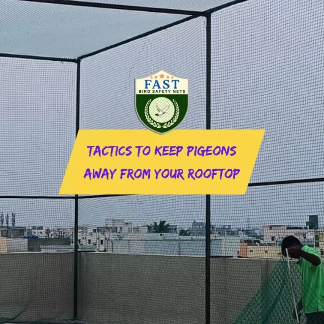 Tactics to Keep Pigeon Away From Your Rooftop
