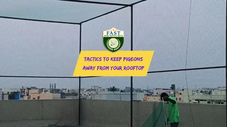Tactics to Keep Pigeon Away From Your Rooftop