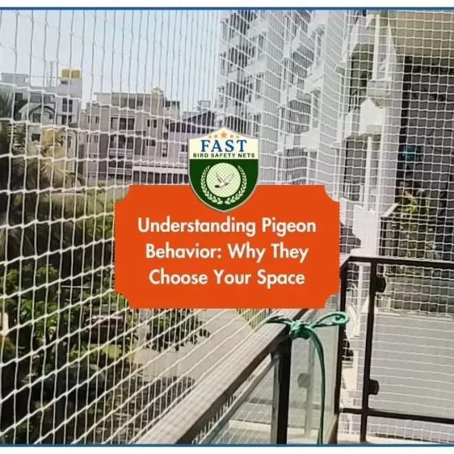 Understanding Pigeon Behavior: Why They Choose Your Space