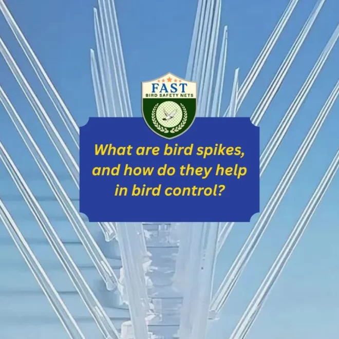 What are bird spikes and how do they help in bird control?
