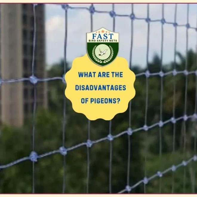 What are the disadvantages of pigeons?