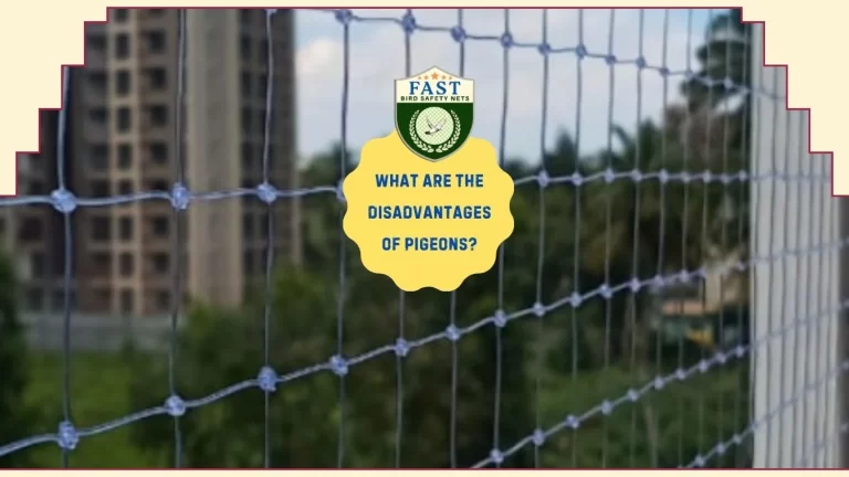 What are the disadvantages of pigeons?
