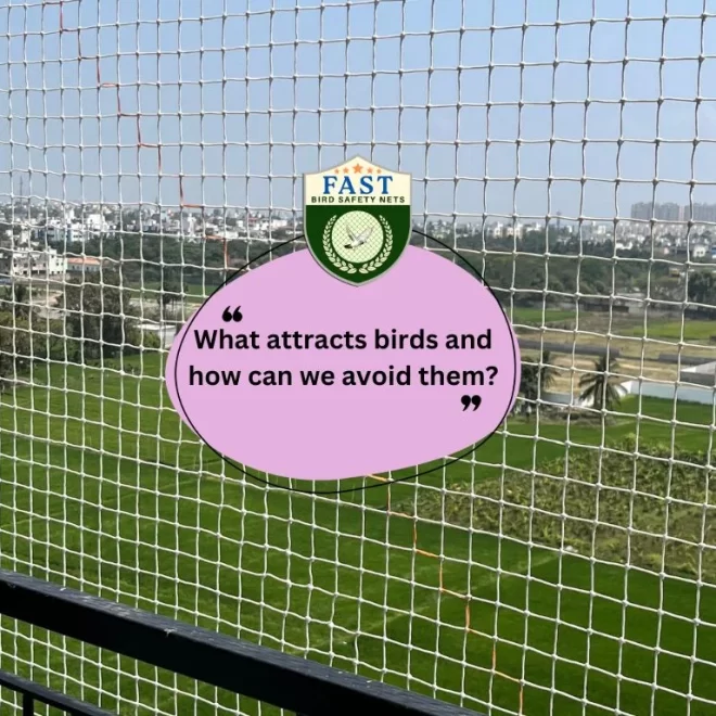 What attracts birds and how can we avoid them?