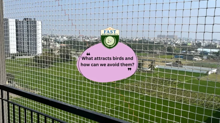 What attracts birds and how can we avoid them?