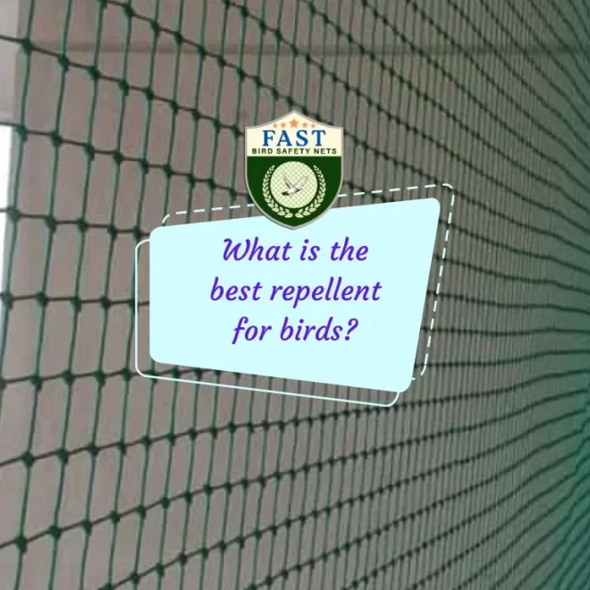 What is the best repellent for birds?