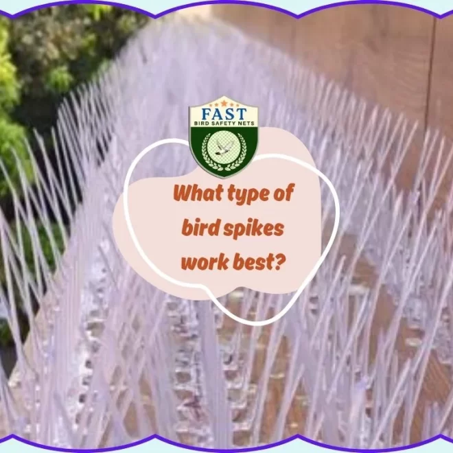What type of bird spikes work best?