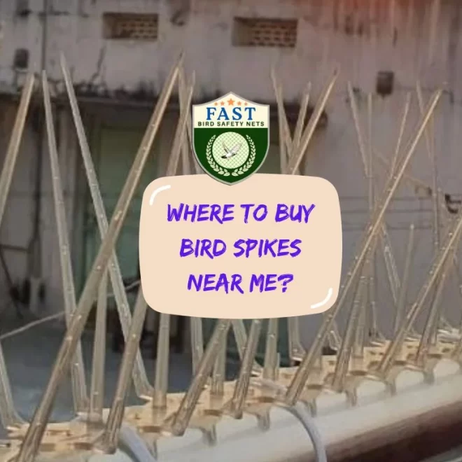 Where to buy bird spike near me?