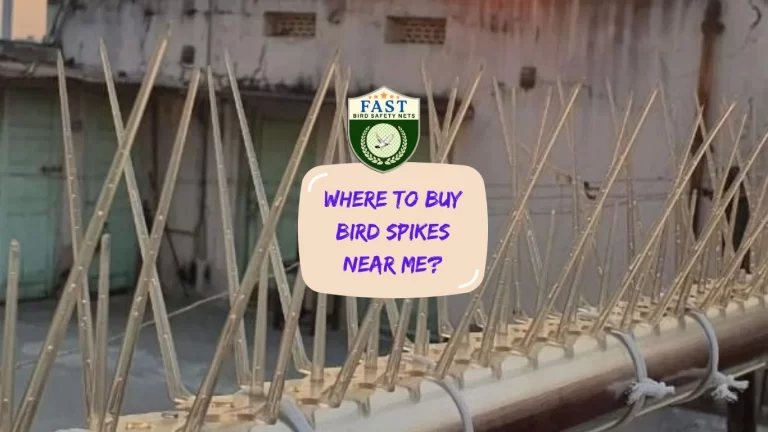 Where to buy bird spike near me?