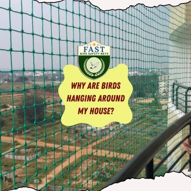 Why are birds hanging around my house?