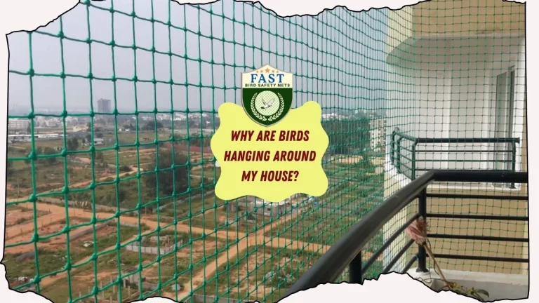 Why are birds hanging around my house?