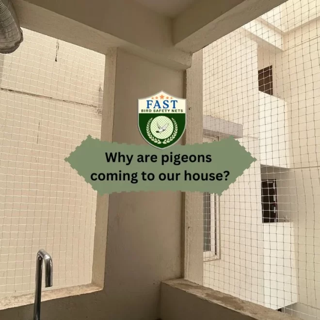 Why are pigeons coming to our house?