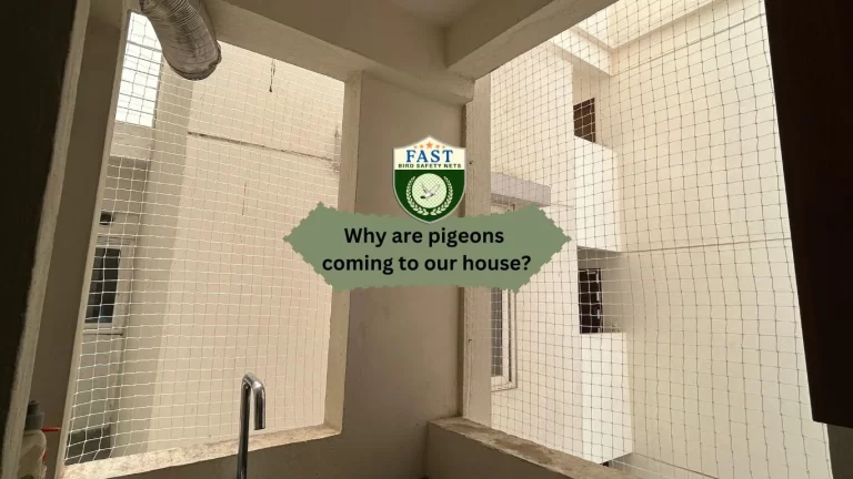 Why are pigeons coming to our house?