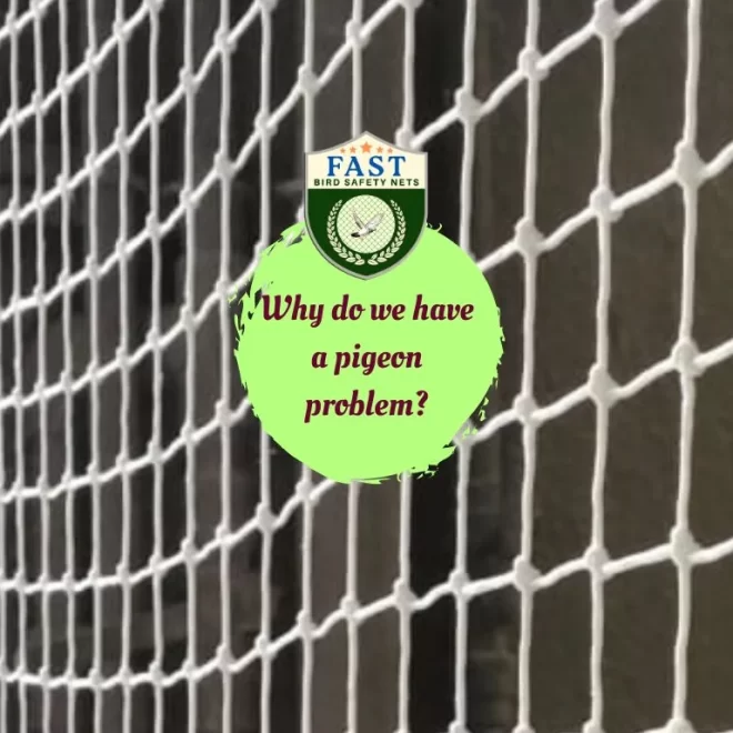 Why do we have a pigeon problem?