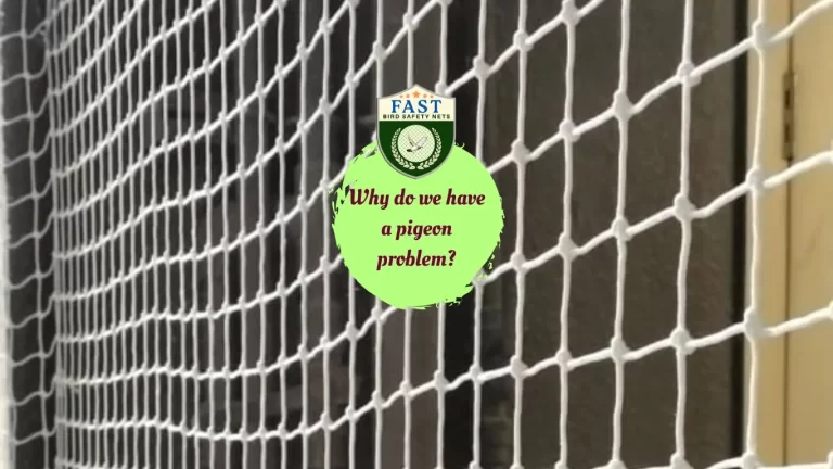 Why do we have a pigeon problem?