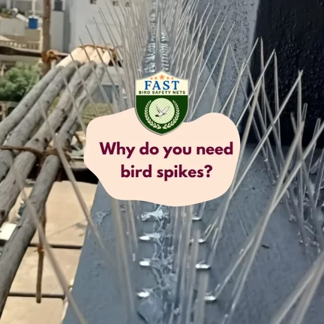 Why do you need bird spikes?