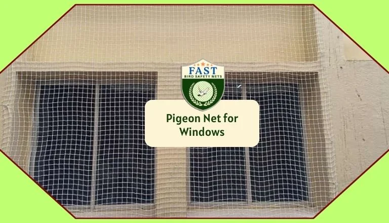 Pigeon Net for Windows