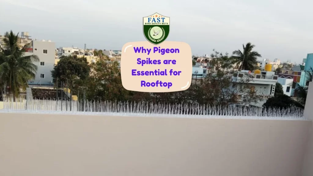 Why Pigeon Spikes are essential for rooftop