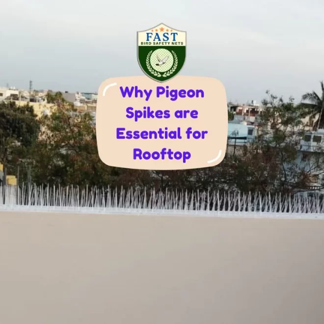 Why Pigeon Spikes are Essential for Rooftop