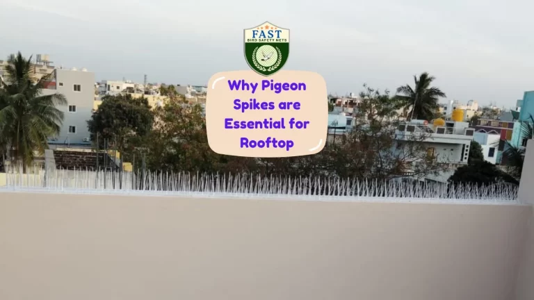 Why Pigeon Spikes are Essential for Rooftop