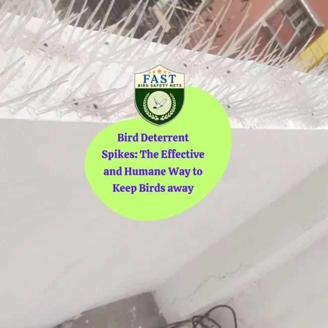 Bird Deterrent Spikes: The Effective and Humane Way to Keep Birds away