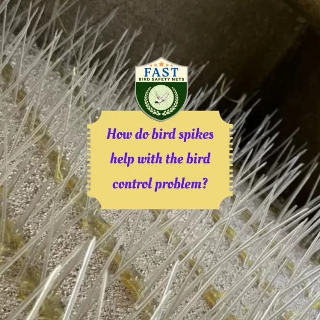 How do bird spikes help with the bird control problem?