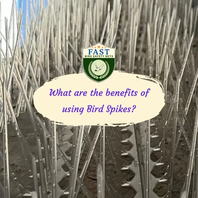 What are the benefits of using Bird Spikes?