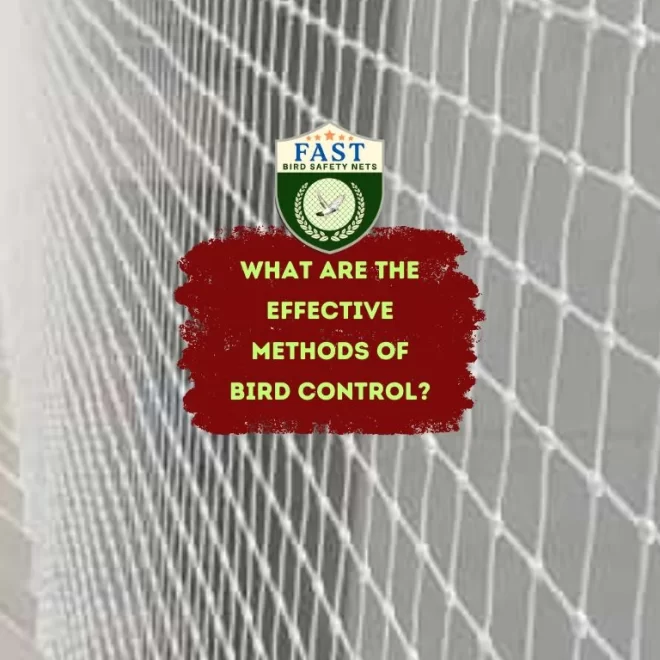 What are the effective methods of bird control?