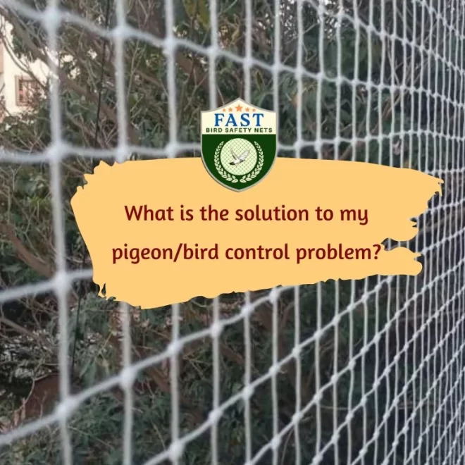 What is the solution to my pigeon/bird control problem?