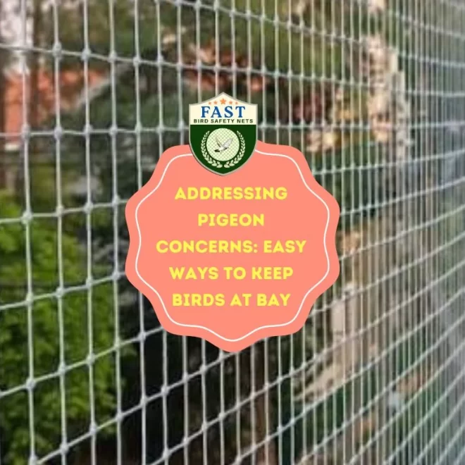 Addressing Pigeon Concerns: Easy Ways to Keep Birds at Bay