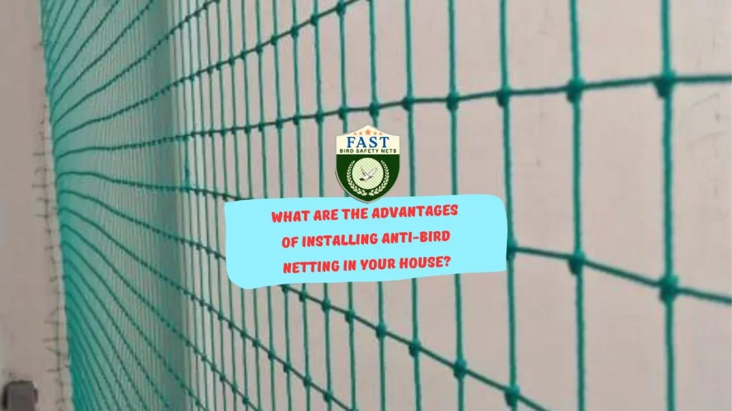 What are the advantages of installing anti-bird netting in your house?