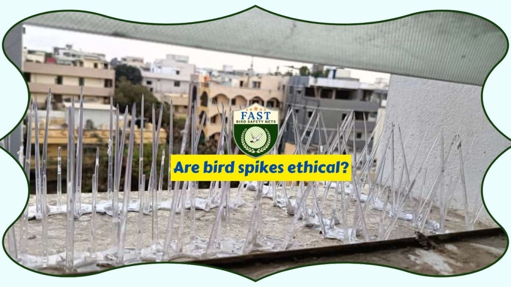 Are bird spikes ethical?