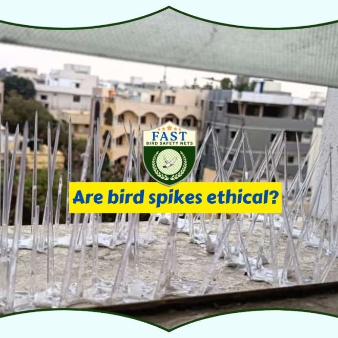 Are bird spikes ethical?