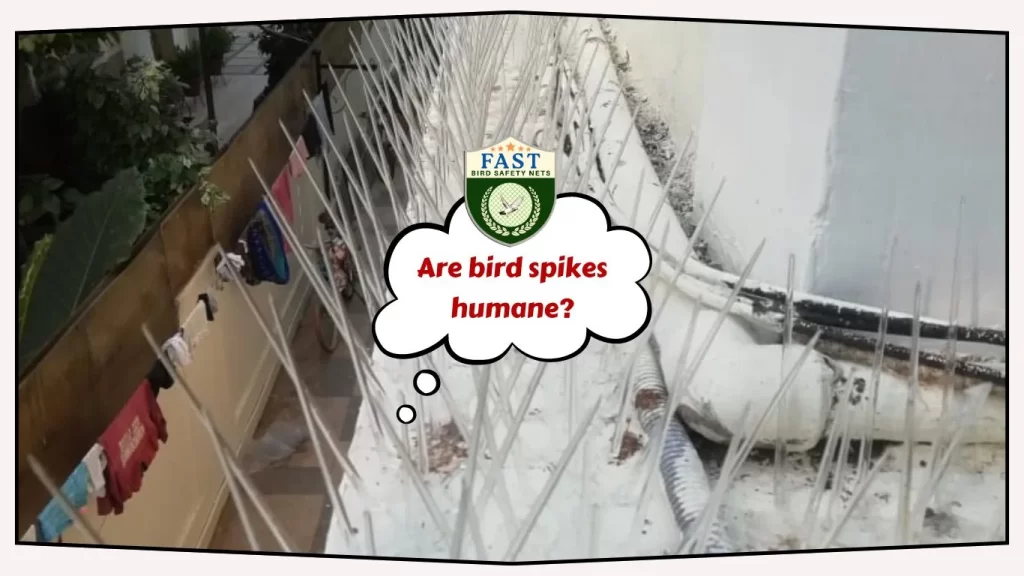 Are bird spikes humane