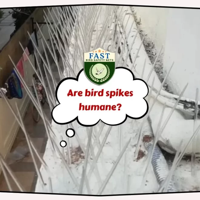 Are bird spikes humane?