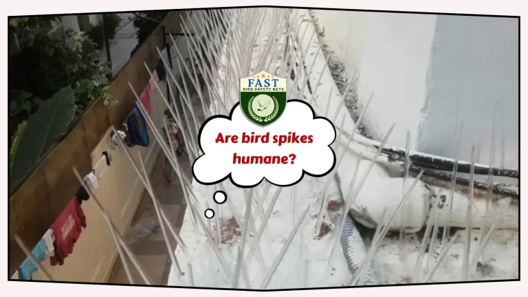 Are bird spikes humane?