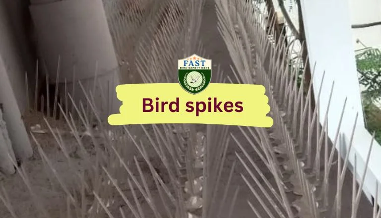 Bird Spikes