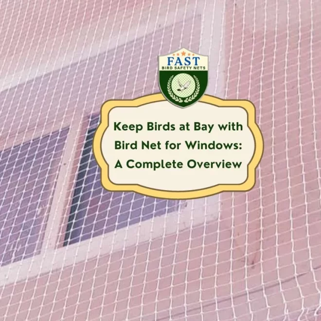 Keep Birds at Bay with Bird Net for Windows: A Complete Overview