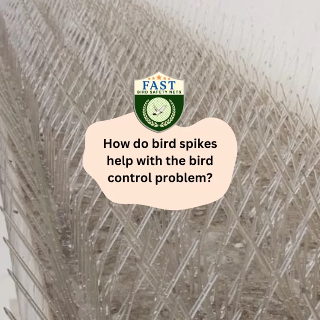 How do Bird Spikes help with the bird control problem?