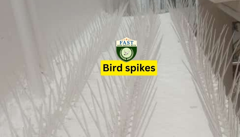 bird spikes fixing service