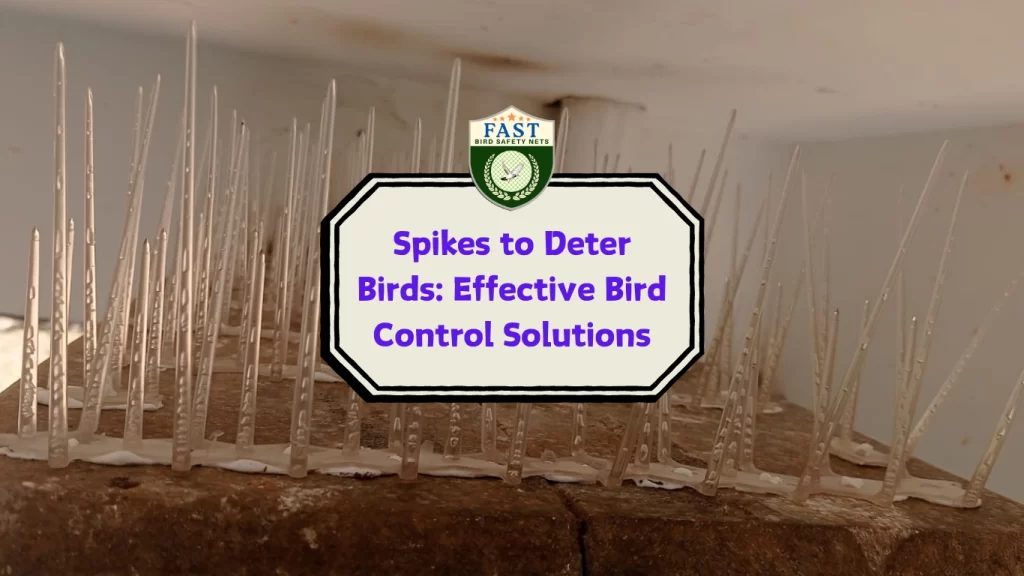 Spikes to Deter Birds: Effective Bird Control Solutions