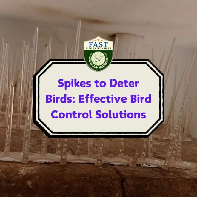 Spikes to Deter Birds: Effective Bird Control Solutions