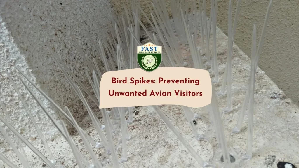 Bird Spikes: Preventing Unwanted Avian Visitors