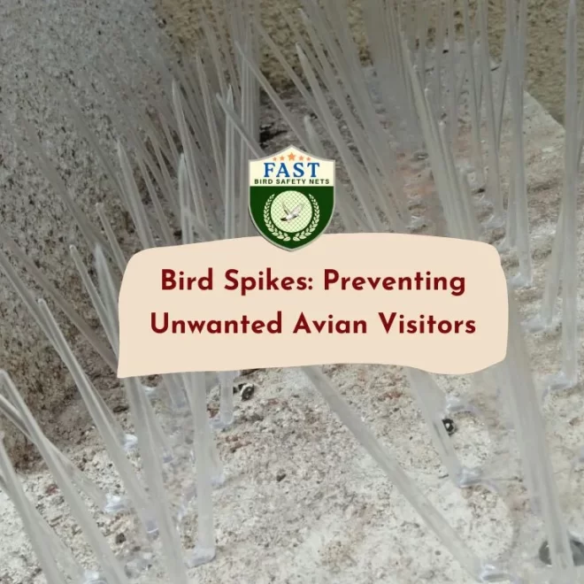 Bird Spikes: Preventing Unwanted Avian Visitors