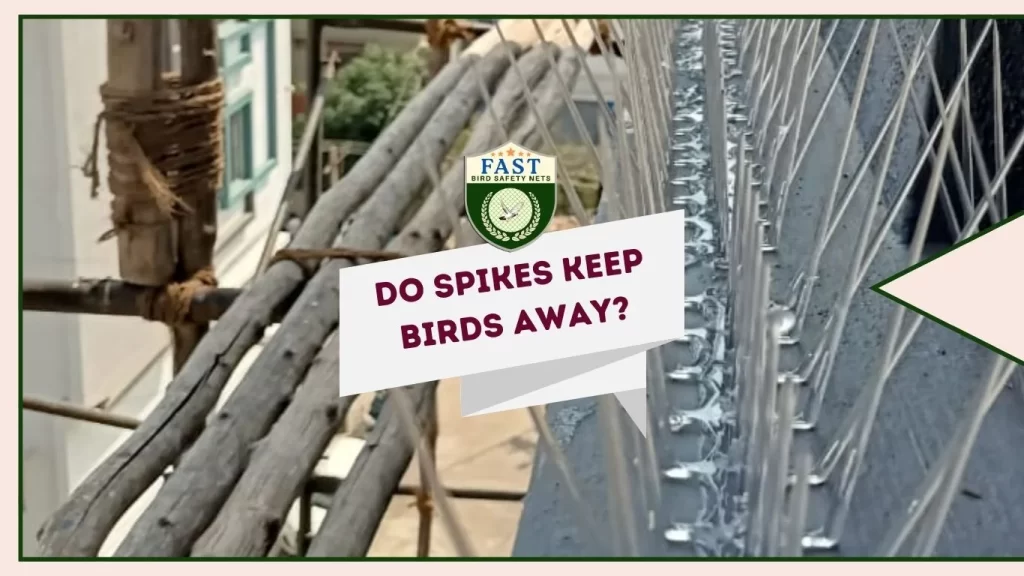 Do spikes keep birds away?