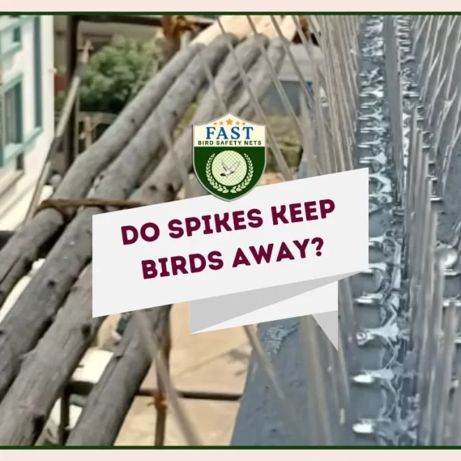 Do spikes keep birds away?