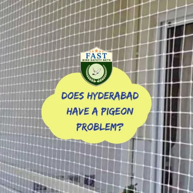 Does Hyderabad have a pigeon problem?