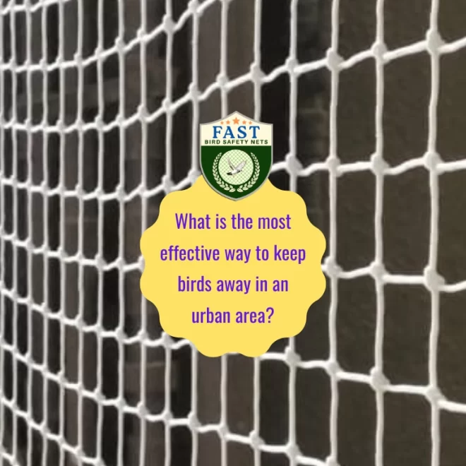 What is the most effective way to keep birds away in an urban area?