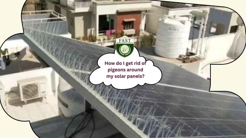 How do I get rid of pigeons around my solar panels?