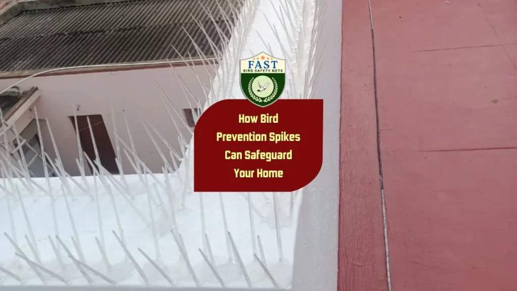 How Bird Prevention Spikes Can Safeguard Your Home