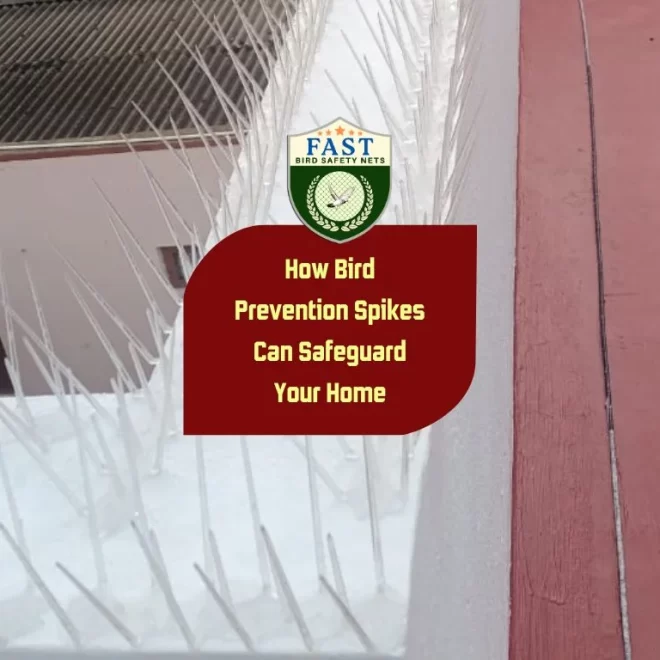 How Bird Prevention Spikes Can Safeguard Your Home